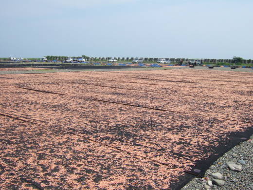 e0016135_12341273.jpg