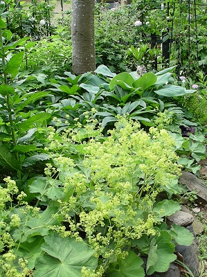 f0060535_2153810.jpg