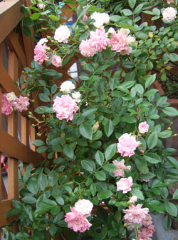 c0048042_2154920.jpg