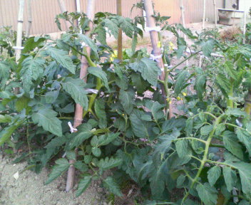f0088647_2093222.jpg