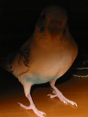c0054148_133708.jpg