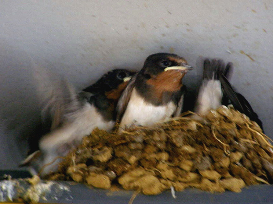e0064158_101351.jpg