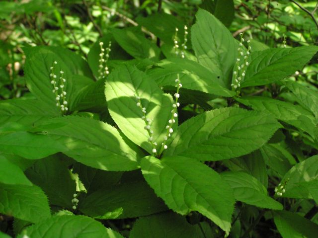 c0042869_20502915.jpg