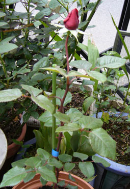 e0063270_15344926.jpg