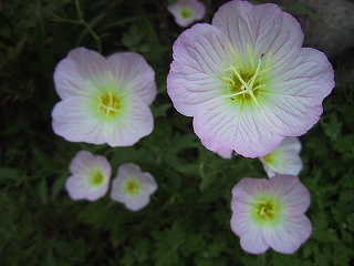 b0073782_9420100.jpg
