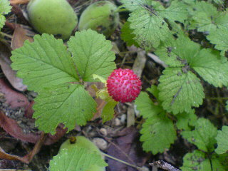 f0052603_22505720.jpg