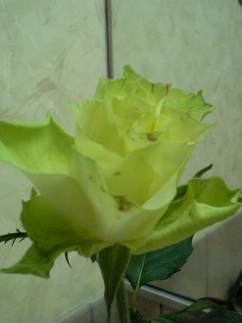 d0000607_639327.jpg