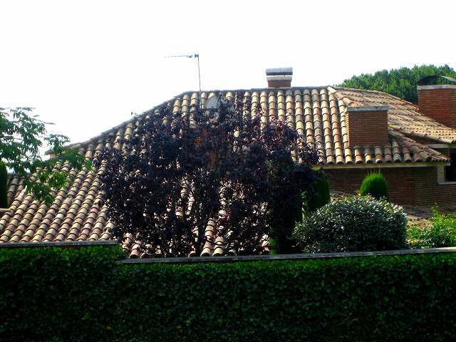 b0064411_1652664.jpg