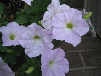 c0040218_20293790.jpg