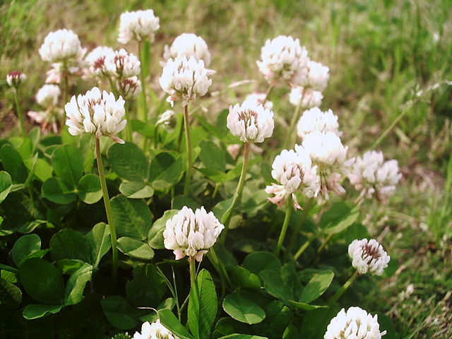 f0079723_1015518.jpg