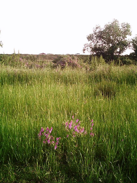 f0079723_10171949.jpg