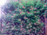 b0074430_17592768.jpg