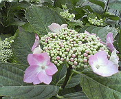 c0046340_17463745.jpg