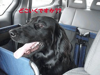 f0018144_22335584.gif