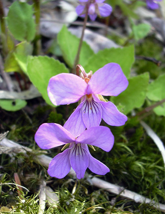 a0001354_18434359.jpg