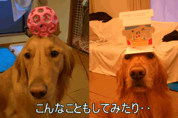 b0015963_23271311.gif