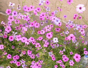 a0063364_1528278.jpg
