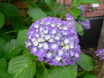 a0063364_15355510.jpg