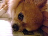 f0052071_1494233.jpg