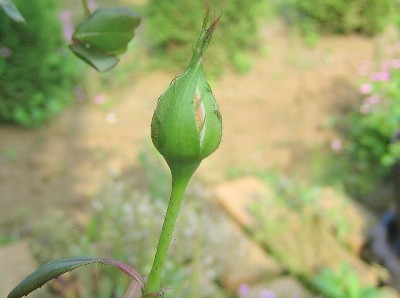 d0026200_13342496.jpg