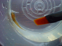 d0048332_12138.gif