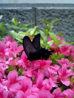 e0081334_0224396.jpg