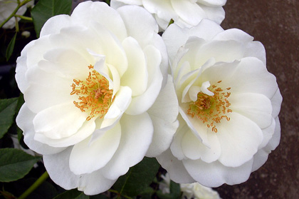 a0001354_19183461.jpg