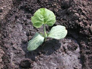 e0004756_19383875.jpg