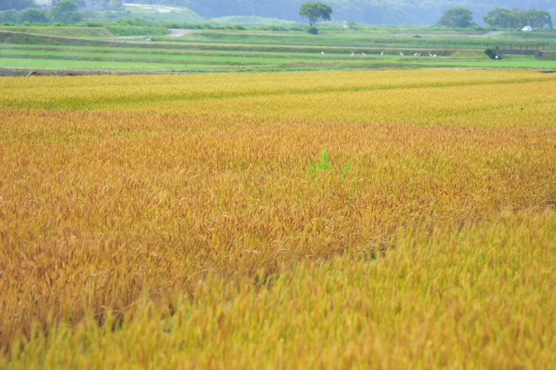 c0030874_88142.jpg