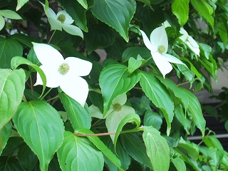 b0073782_8392125.jpg