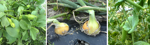 e0030085_11383639.jpg