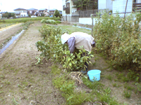 e0030085_11395730.jpg