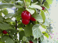 e0030085_11423831.jpg