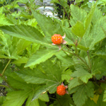 e0030085_12189.jpg
