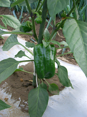 f0070493_0343664.jpg