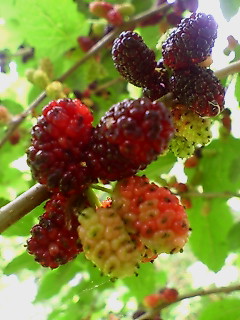 e0083097_21464049.jpg