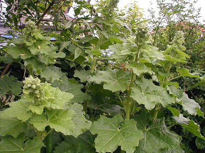 b0107310_15414568.jpg