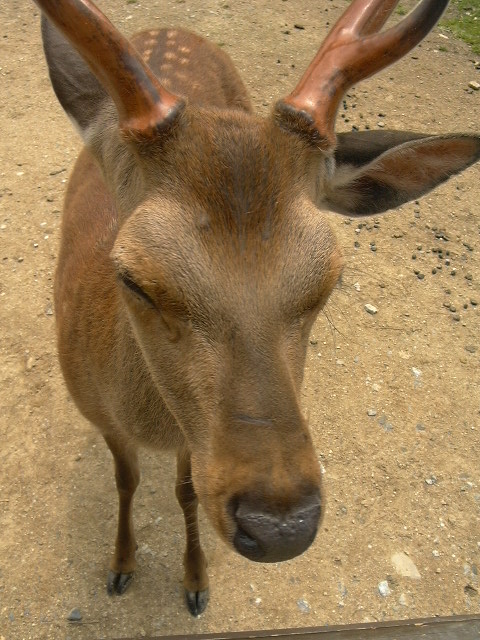c0073633_2232437.jpg