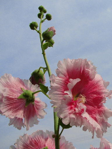 b0016043_20213860.jpg