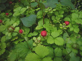 c0064647_1914228.jpg