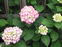 d0054855_224697.jpg