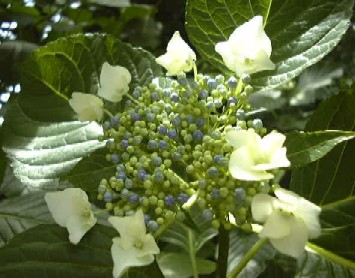 f0039281_2058109.jpg