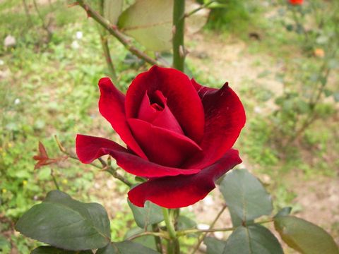 b0091187_23163948.jpg