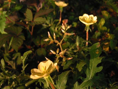 a0041508_2052476.jpg