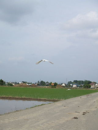 d0035420_019333.jpg