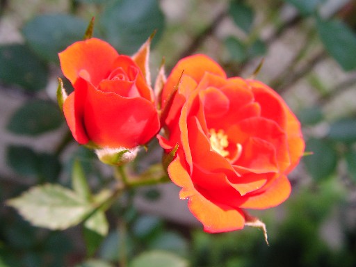 f0002833_23172450.jpg