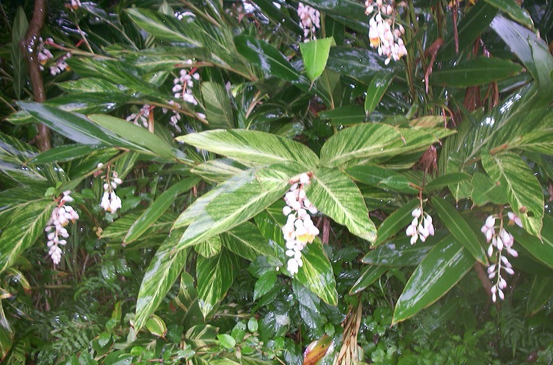 e0062635_7395212.jpg