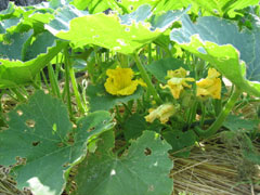 a0054948_16403977.jpg