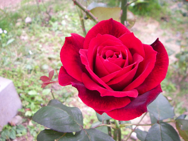 b0091187_23152757.jpg