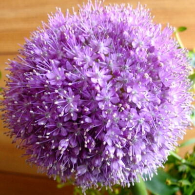 a0031000_6584146.jpg